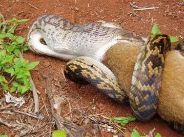 吞噬巨蟒吃瓜图片,惊现自然界的壮丽一幕