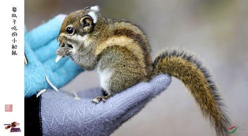 松鼠喜欢吃瓜,揭秘松鼠的瓜果情缘