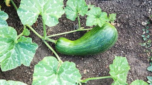 吃瓠瓜拉瓠瓜,从吃瓠瓜到拉瓠瓜的奇妙之旅