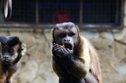 黑帽子吃瓜事件,揭秘网络黑产背后的惊人内幕