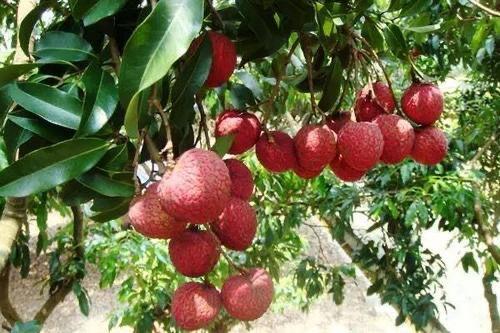 荔枝园吃瓜,一场甜蜜与清凉的邂逅