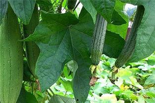 胡水瓜尖怎么吃,探索家常美味新选择