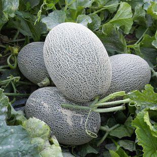 吃瓜群众爱吵瓜