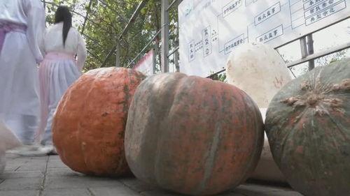 邯郸曲周吃瓜事件,一场吃瓜引发的社区风波