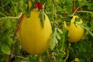 西安吃瓜群,揭秘城市生活百态的“瓜田”