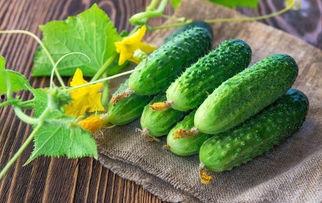 黄瓜喜欢吃瓜,黄瓜的瓜界美食之旅