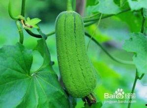 夏天常吃六瓜,夏日六瓜养生盛宴